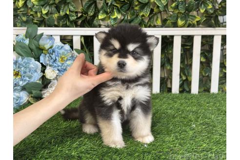 販売中の茨城県のアラスカンマラミュート-388761の4枚目