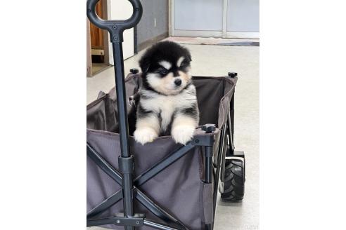 販売中の茨城県のアラスカンマラミュート-388762の7枚目