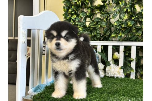 販売中の茨城県のアラスカンマラミュート-388762の6枚目