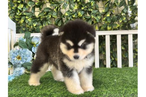 販売中の茨城県のアラスカンマラミュート-388762の4枚目
