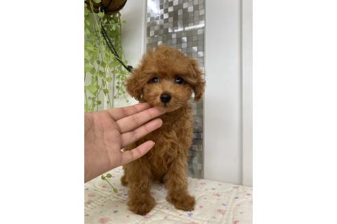 販売中の北海道のタイニープードル-388642の9枚目