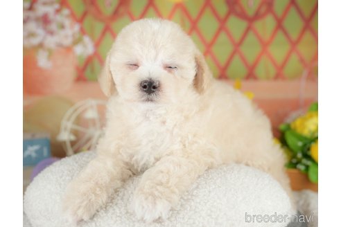 販売中の埼玉県のミックス犬-388819の10枚目