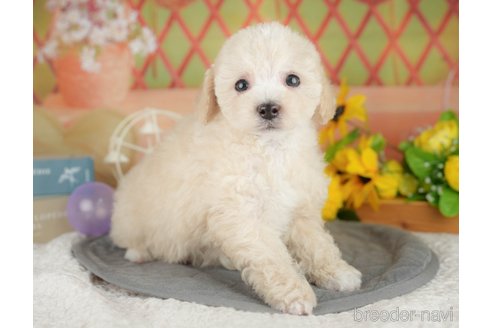 販売中の埼玉県のミックス犬-388819の11枚目