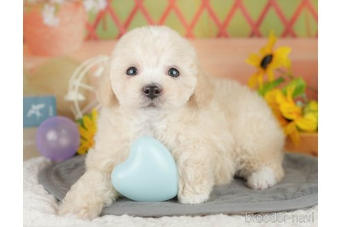 販売中の埼玉県のミックス犬-388819の5枚目