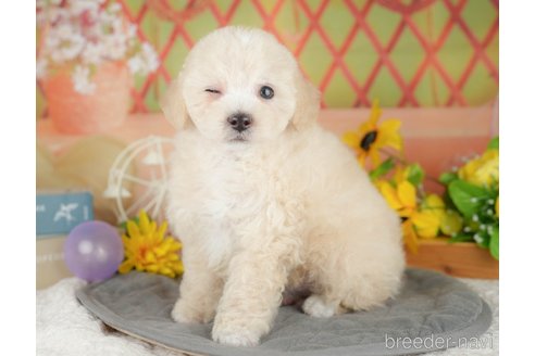 販売中の埼玉県のミックス犬-388819の6枚目