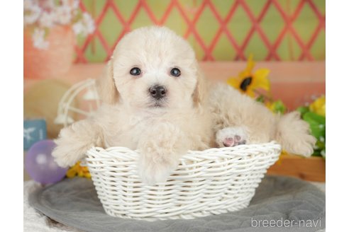 販売中の埼玉県のミックス犬-388819の7枚目