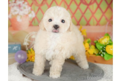 販売中の埼玉県のミックス犬-388819の8枚目