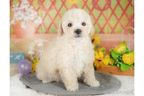 販売中の埼玉県のミックス犬-388819の9枚目