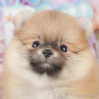 販売中の埼玉県のポメラニアン-388816の1枚目
