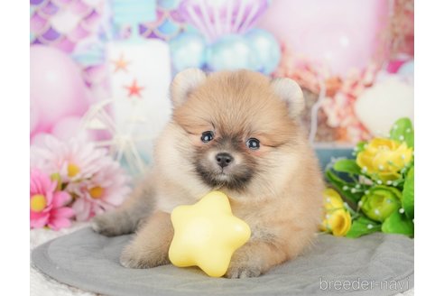 販売中の埼玉県のポメラニアン-388816の9枚目
