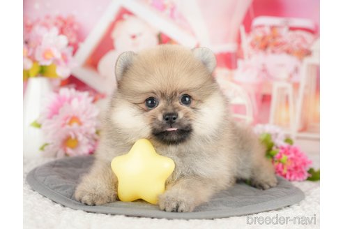 販売中の埼玉県のポメラニアン-388815の10枚目