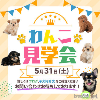 販売中の埼玉県のチワプー:チワワ×トイプードル-388803の3枚目