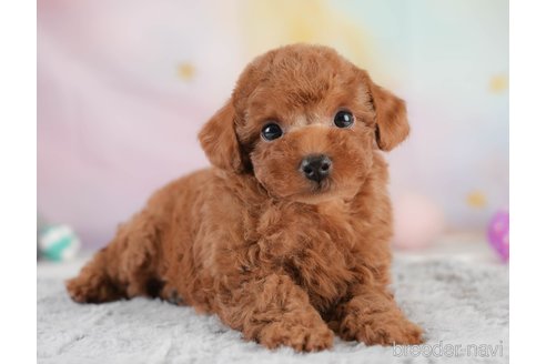 販売中の埼玉県のトイプードル-388795の4枚目