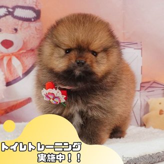 成約済の静岡県のポメラニアン-388737の1枚目