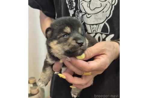販売中の富山県の柴犬-388648の4枚目