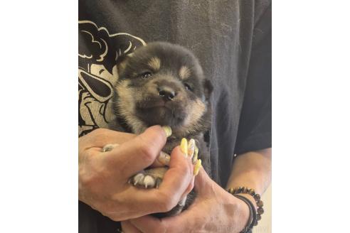 販売中の富山県の柴犬-388648の3枚目
