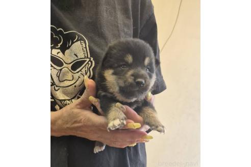 販売中の富山県の柴犬-388648の2枚目