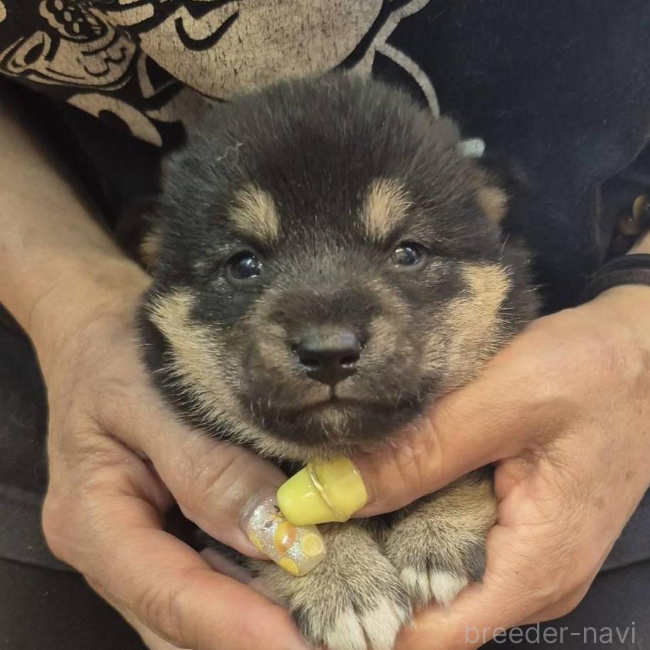 販売中の富山県の柴犬-388648の1枚目