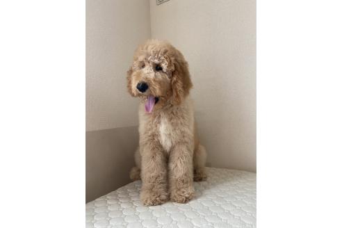 成約済の茨城県のスタンダードプードル-374765の2枚目
