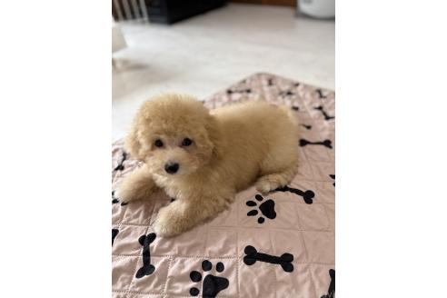 販売中の茨城県のミックス犬-388773の5枚目