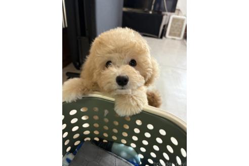 販売中の茨城県のミックス犬-388773の4枚目