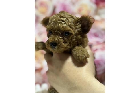 販売中の広島県のタイニープードル-385417の7枚目