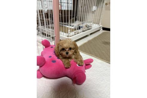 販売中の茨城県のミックス犬-388774の5枚目