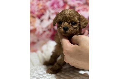 販売中の広島県のティーカッププードル-385415の11枚目