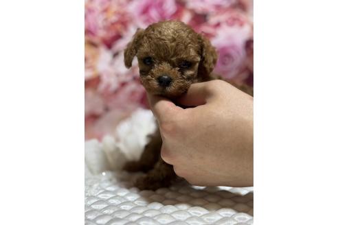 販売中の広島県のティーカッププードル-385415の10枚目