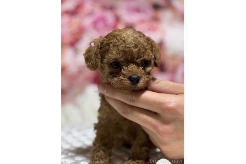 販売中の広島県のティーカッププードル-385415の8枚目