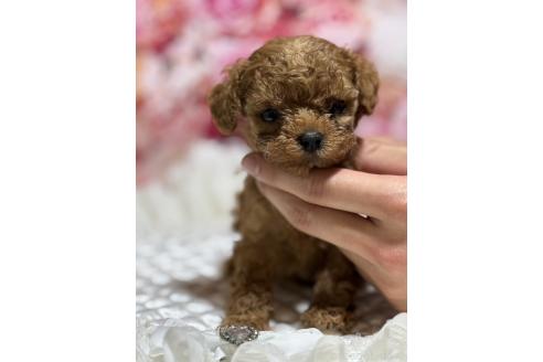 販売中の広島県のティーカッププードル-385415の7枚目