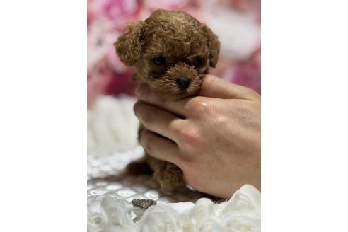販売中の広島県のティーカッププードル-385415の6枚目