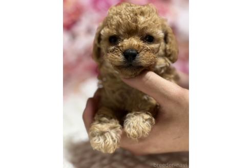 販売中の広島県のティーカッププードル-385414の15枚目