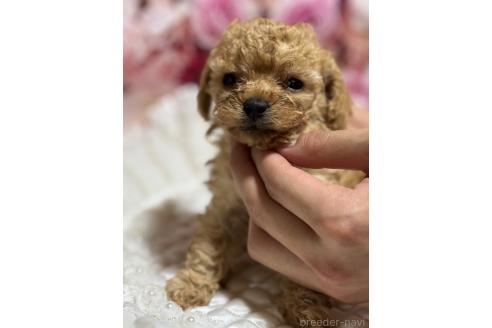 販売中の広島県のティーカッププードル-385414の14枚目