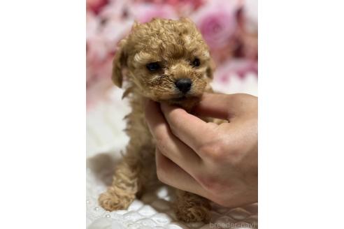 販売中の広島県のティーカッププードル-385414の13枚目