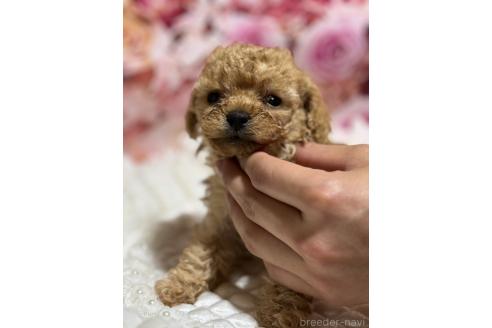 販売中の広島県のティーカッププードル-385414の12枚目