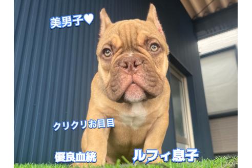 販売中の滋賀県のエキゾチックブリー-377210の3枚目
