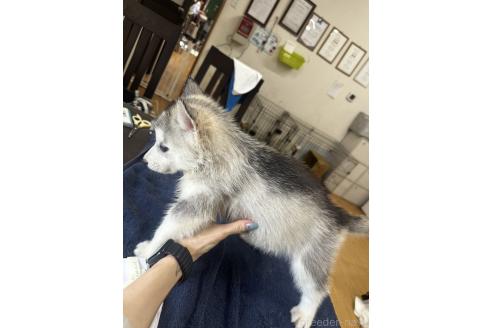 販売中の千葉県のシベリアンハスキー-388787の3枚目