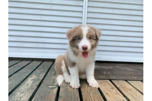 子犬