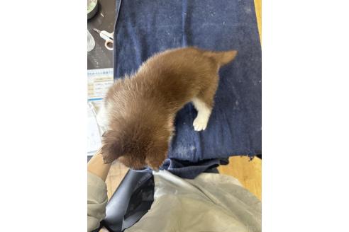 成約済の千葉県のシベリアンハスキー-388791の3枚目