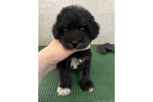 成約済の鹿児島県のミックス犬-384048の1枚目