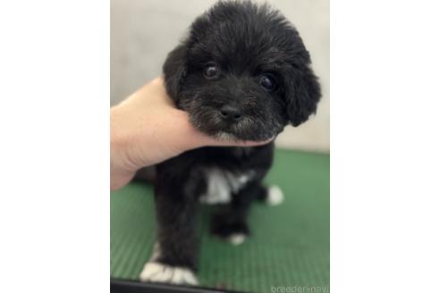 成約済の鹿児島県のミックス犬-384048の3枚目