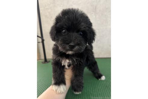 成約済の鹿児島県のミックス犬-384048の2枚目