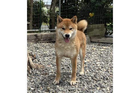 のの柴犬-