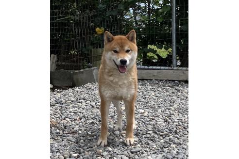紅勝桜くん1枚目