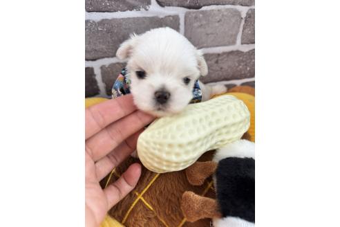 販売中の茨城県のマルチーズ-388805の2枚目