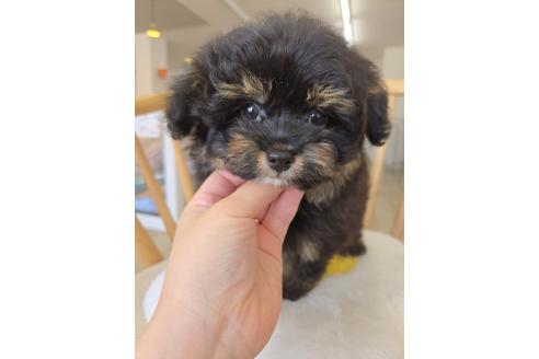 販売中の北海道のチワプー:チワワ×トイプードル-388310の4枚目