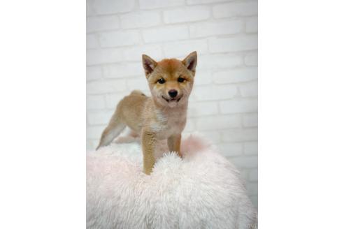 成約済の北海道の柴犬-385451の4枚目