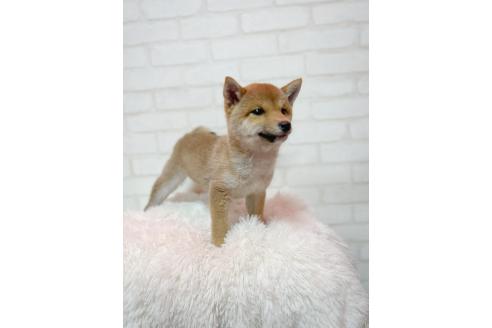商談中の北海道の柴犬-385451