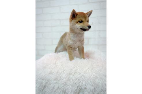 成約済の北海道の柴犬-385451の3枚目
